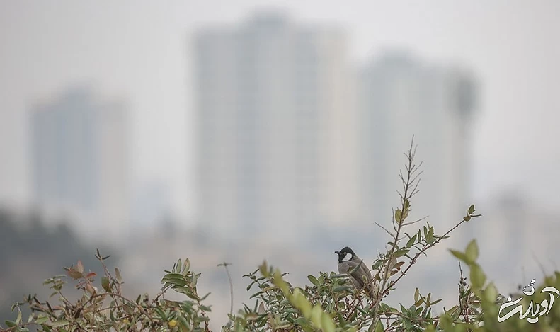(تصاویر) شرایط ناسالم هوای تهران